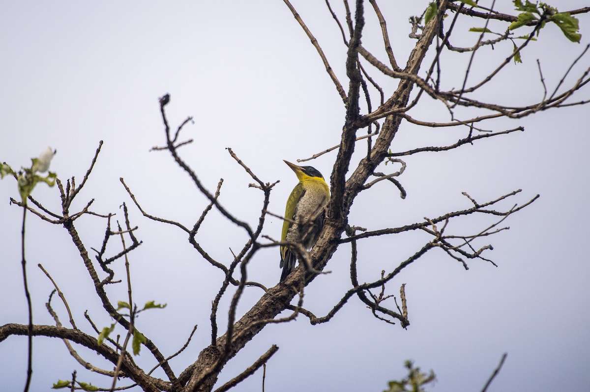 Black-headed Woodpecker - ML620908377