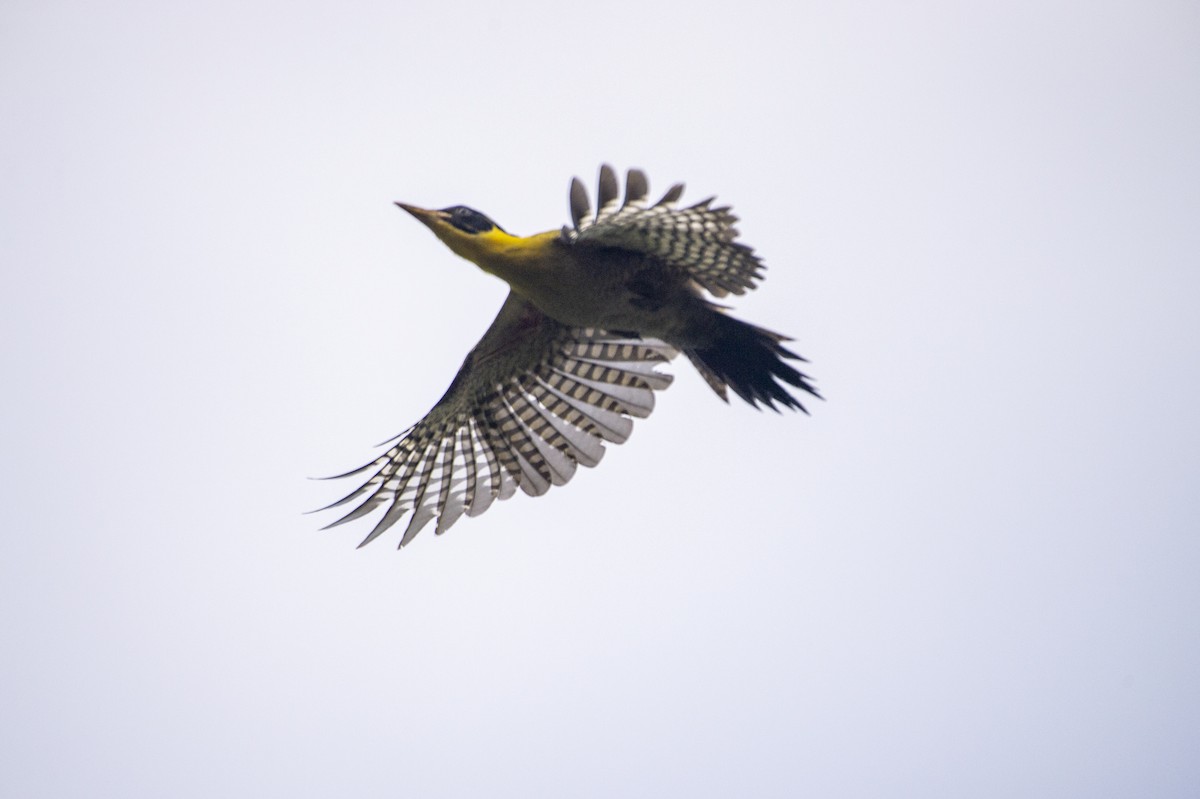 Black-headed Woodpecker - Trong Tai Vo
