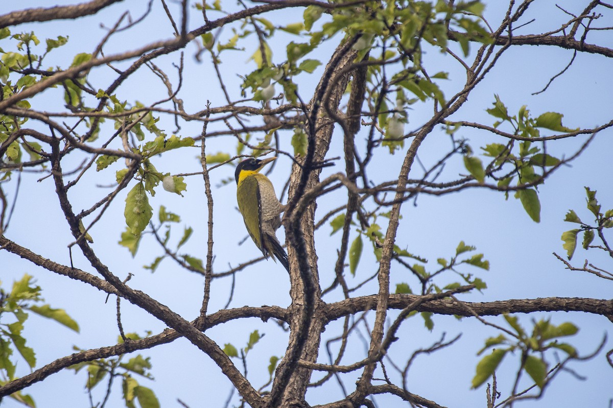 Black-headed Woodpecker - ML620908379