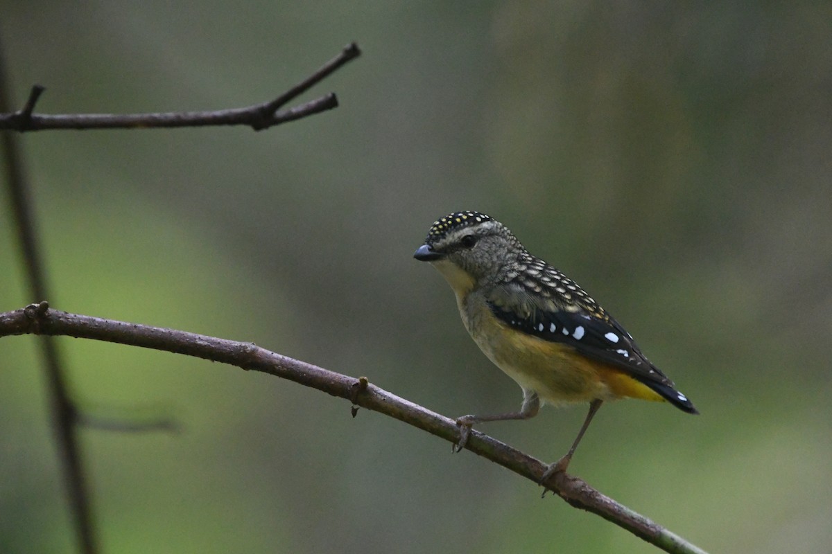 Spotted Pardalote - ML620908380