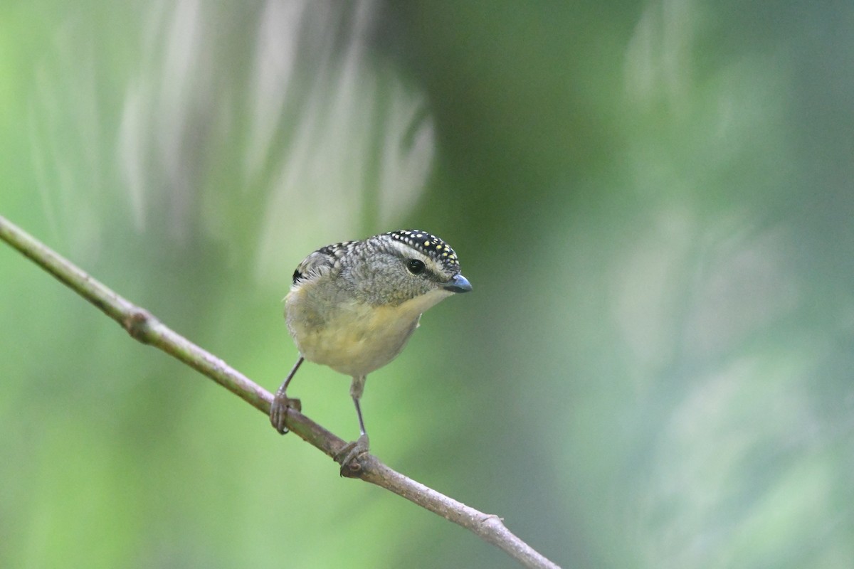 Spotted Pardalote - Maddy Chincarini