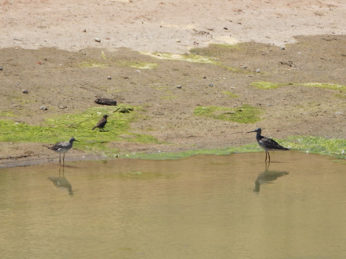 Lesser Yellowlegs - ML620908398