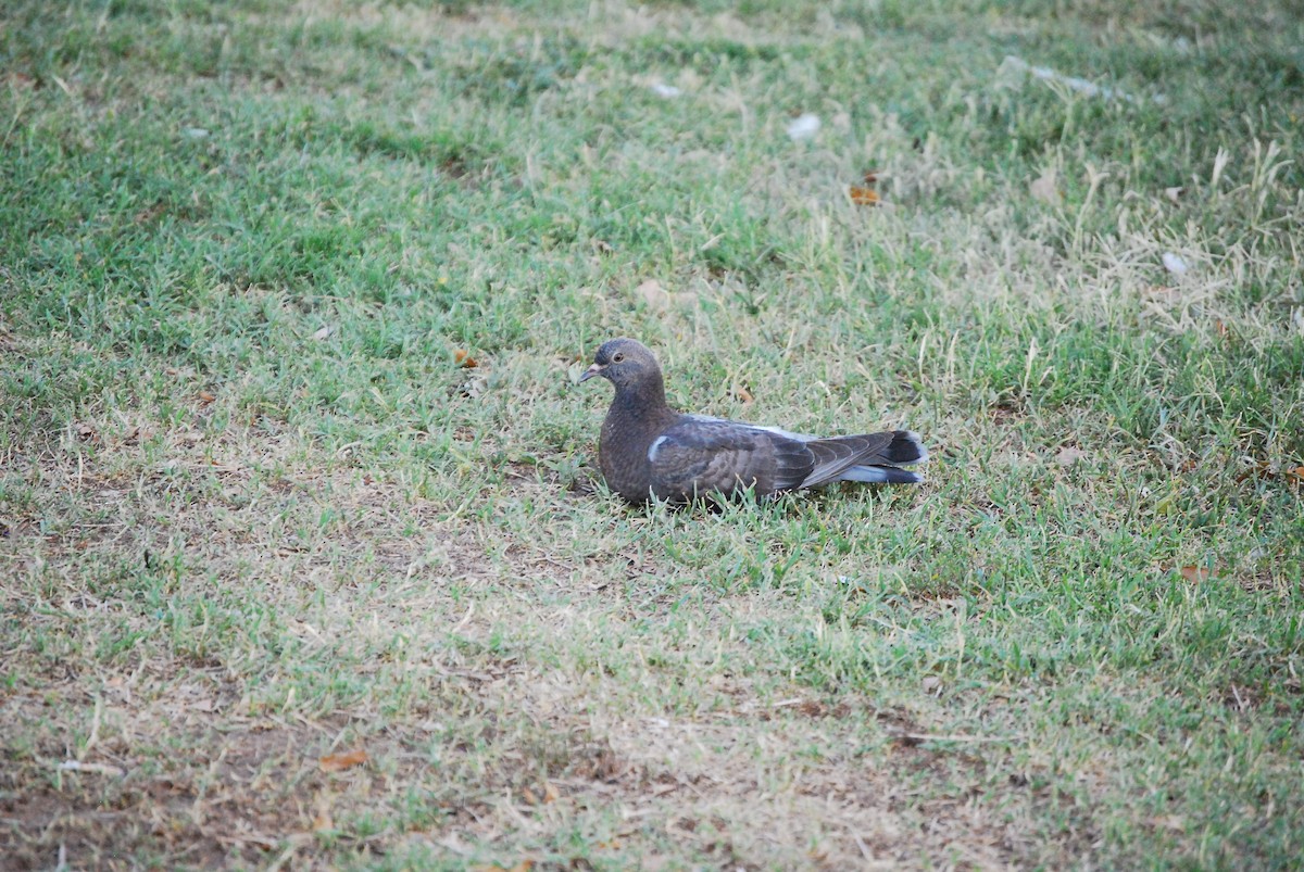 Rock Pigeon (Feral Pigeon) - ML620908435