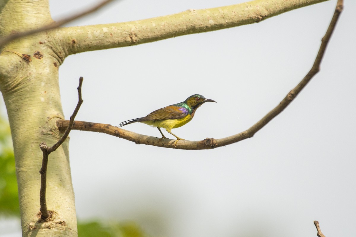 Brown-throated Sunbird - Trong Tai Vo