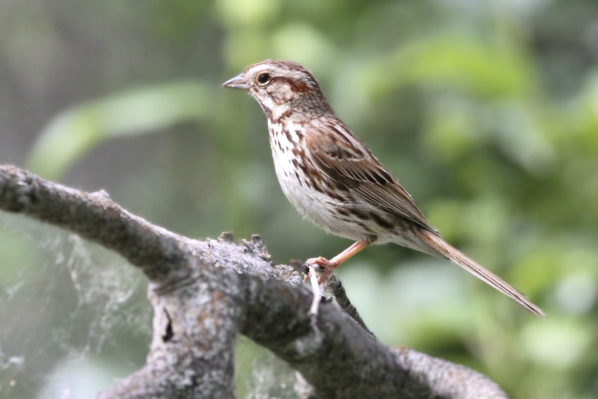 Song Sparrow - ML620908476