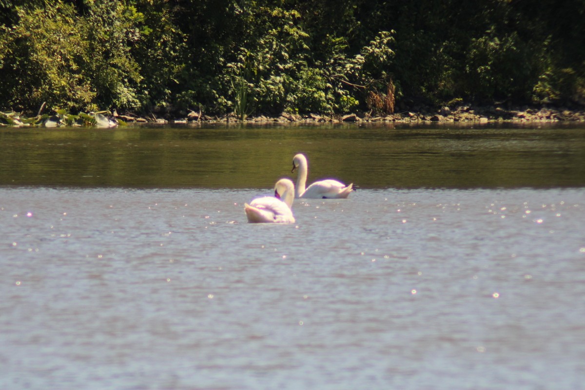 ub. svane (Cygnus sp.) - ML620908495