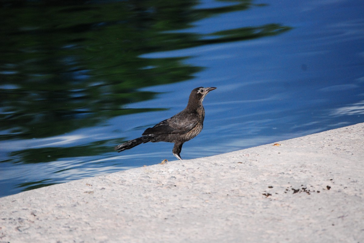 Great-tailed Grackle - ML620908498