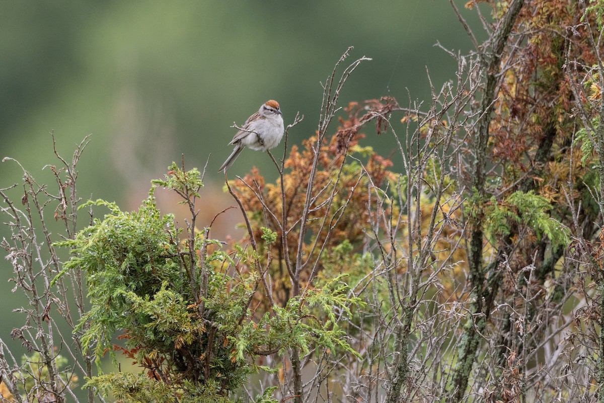 Chipping Sparrow - ML620908500
