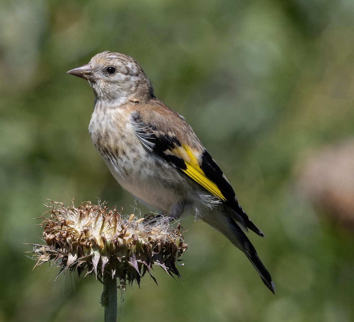 European Goldfinch - ML620908503