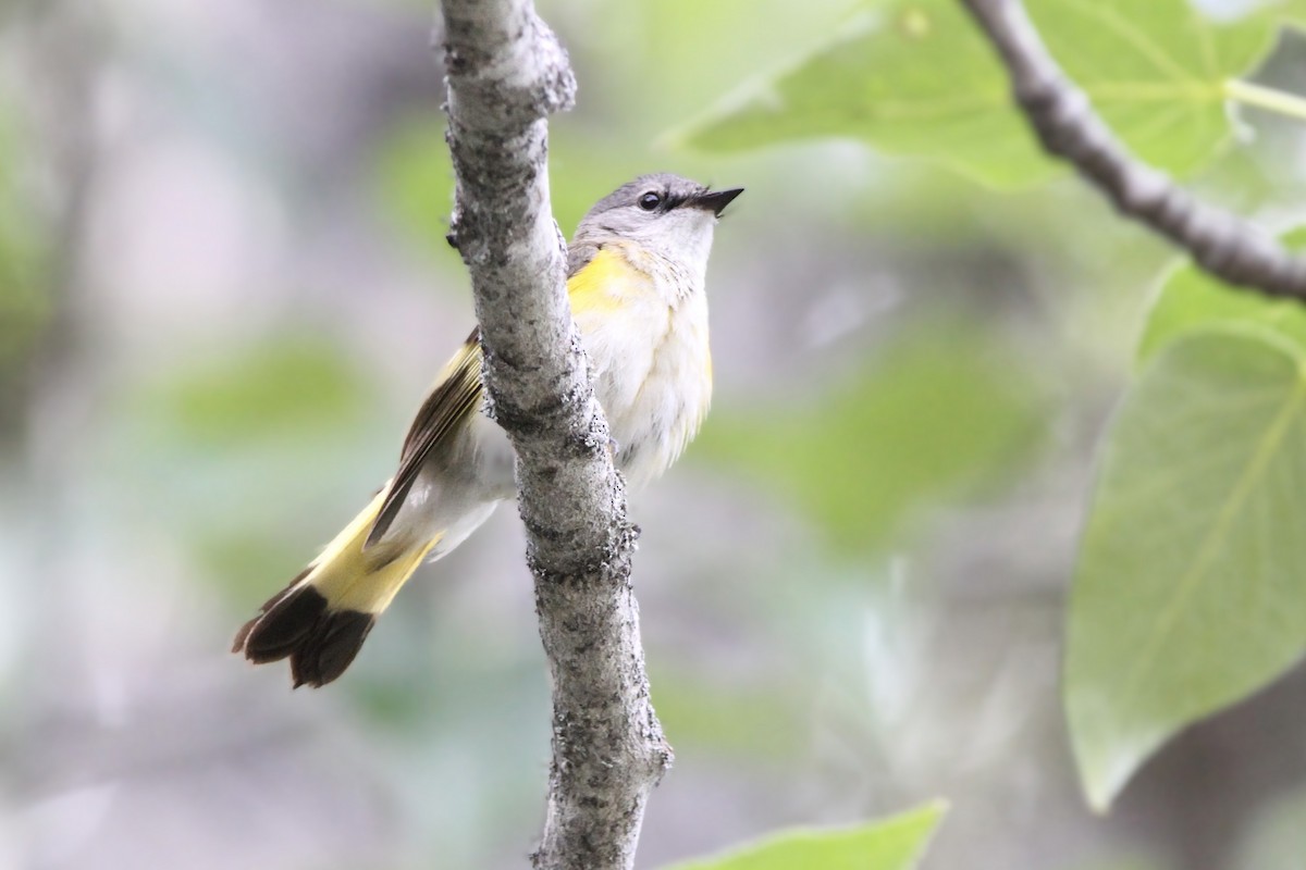 American Redstart - ML620908507