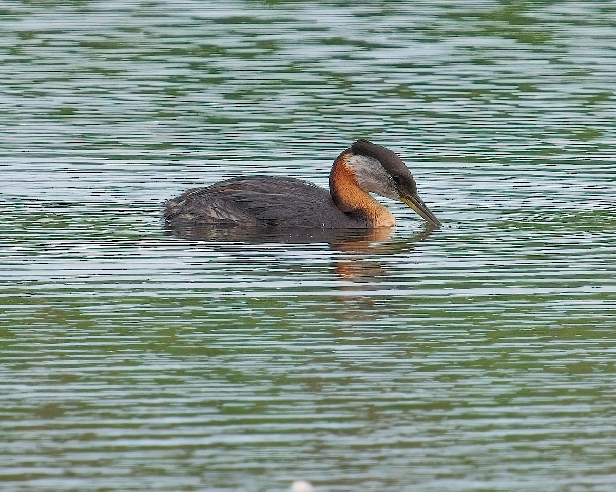 Red-necked Grebe - ML620908510