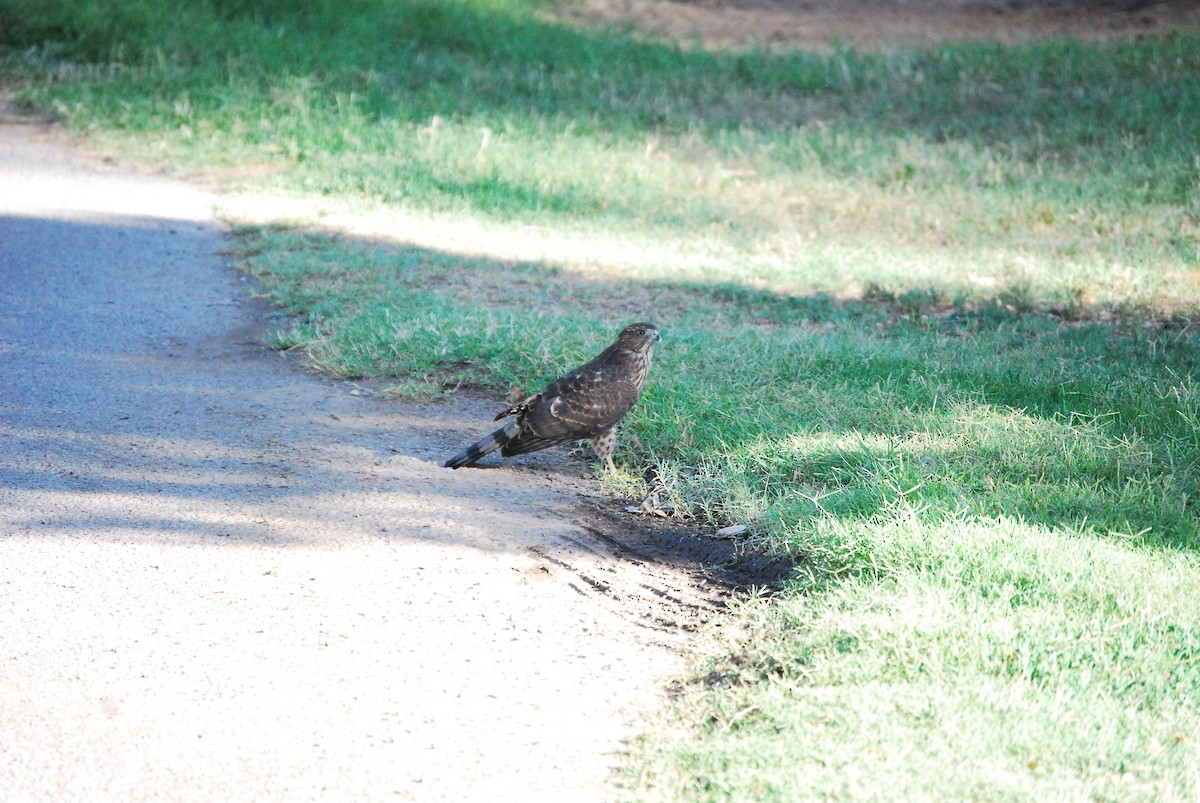 Cooper's Hawk - ML620908515