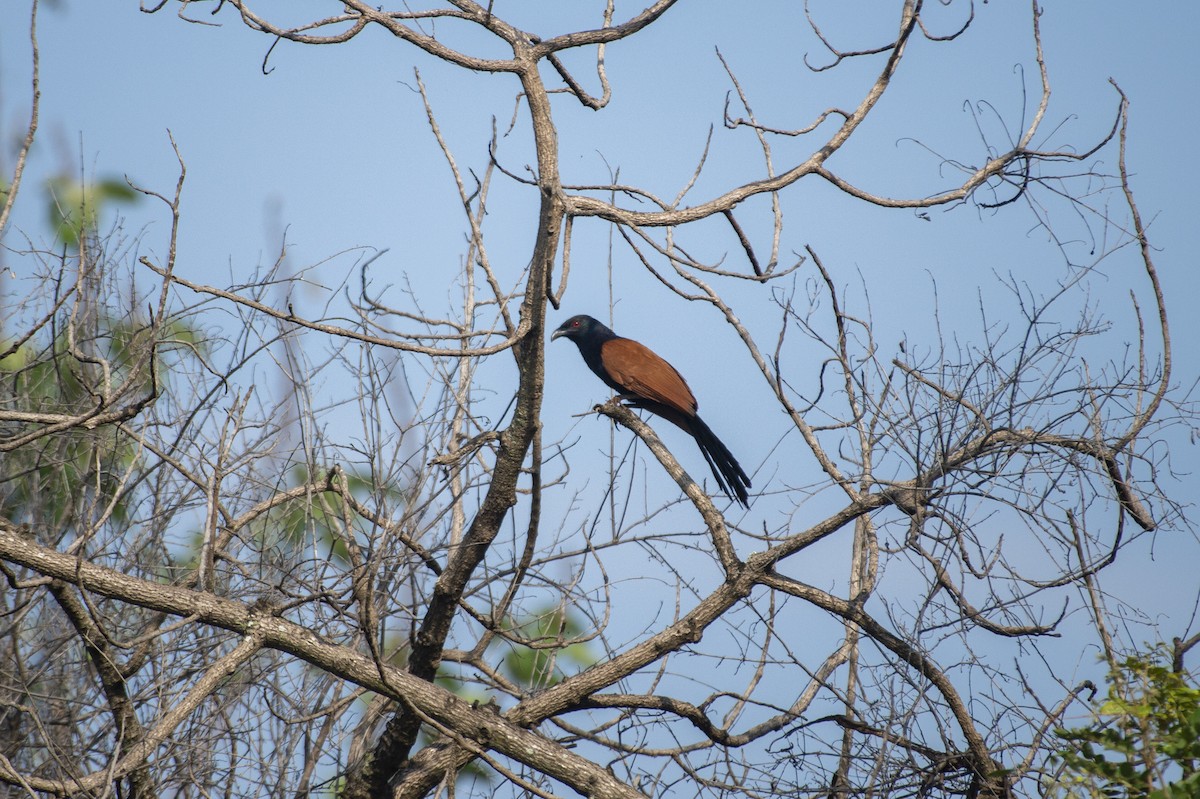 Greater Coucal - ML620908520