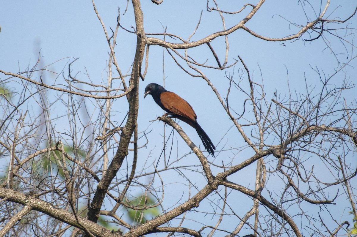 Greater Coucal - ML620908522