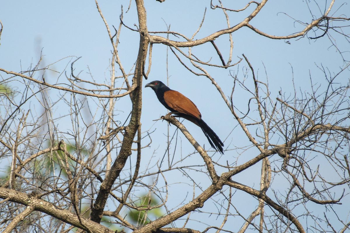 Greater Coucal - ML620908523