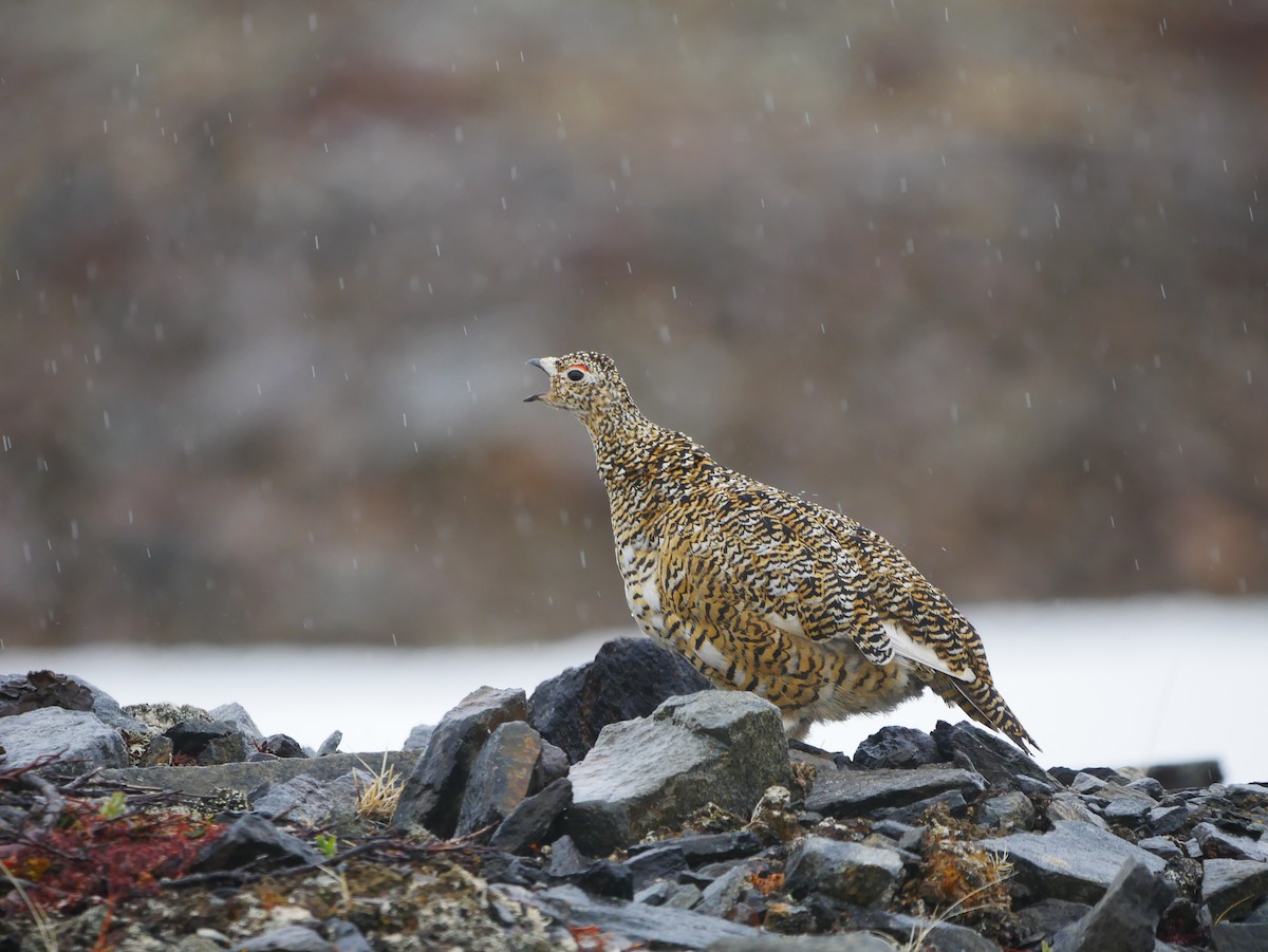 Rock Ptarmigan - ML620908558