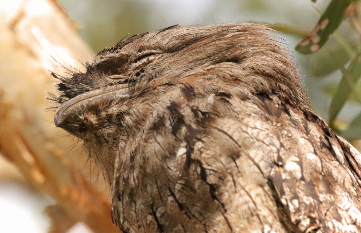 Tawny Frogmouth - May Britton