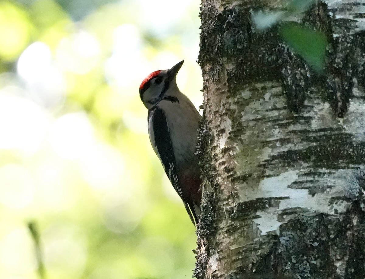 Great Spotted Woodpecker - ML620908562