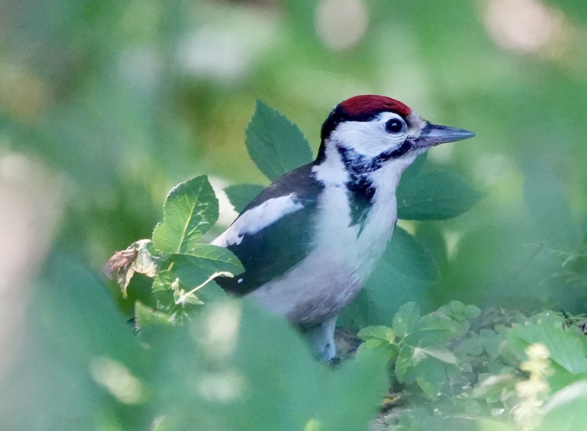 Great Spotted Woodpecker - ML620908563