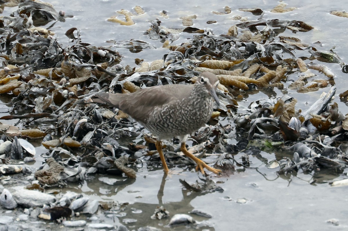 Wandering Tattler - ML620908569