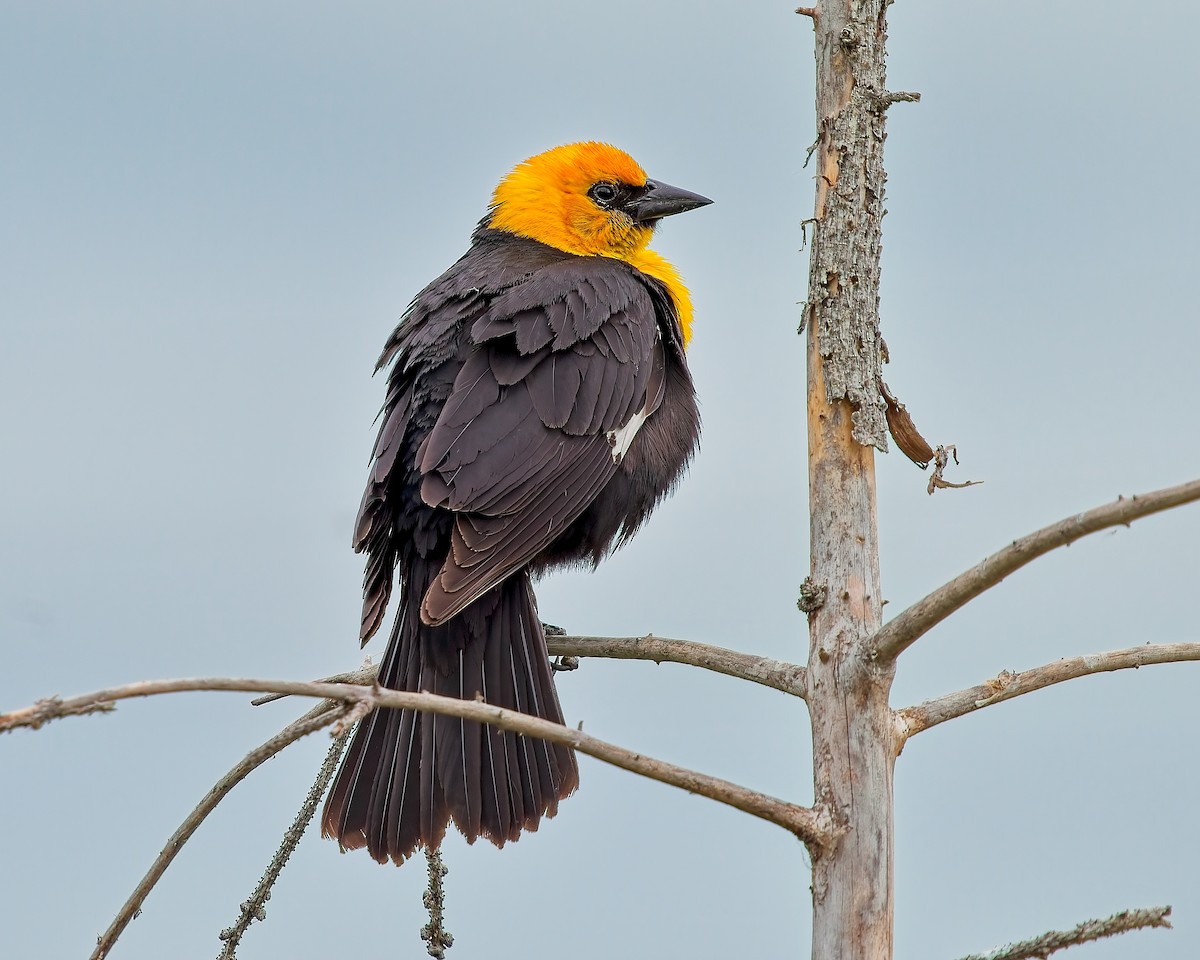 Yellow-headed Blackbird - ML620908570