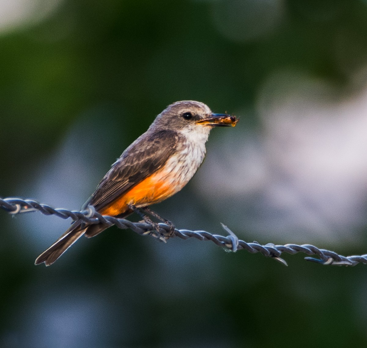 Vermilion Flycatcher - ML620908581