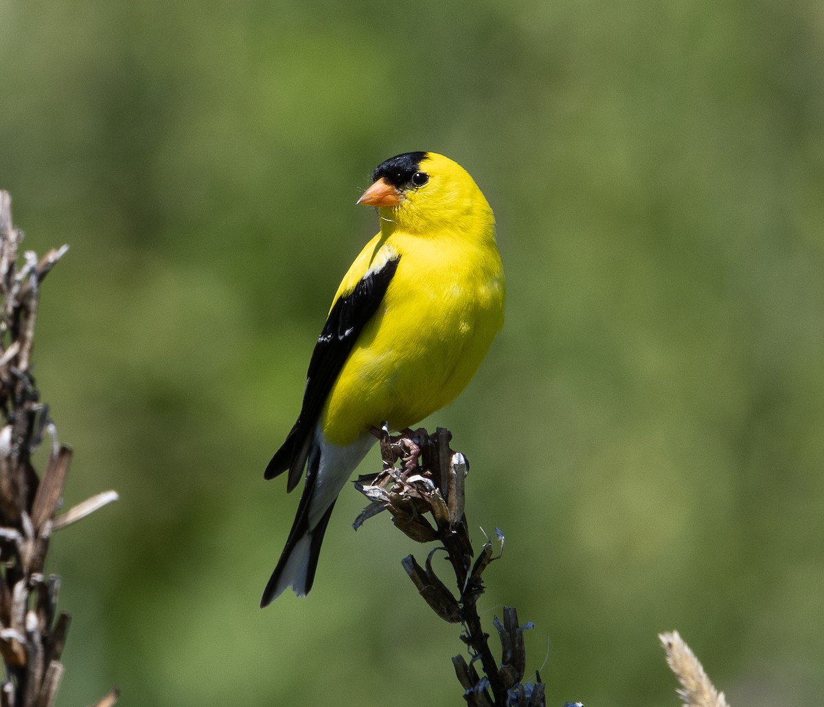 American Goldfinch - ML620908594