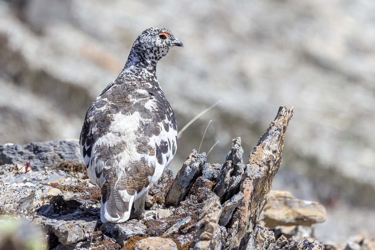 White-tailed Ptarmigan - ML620908605