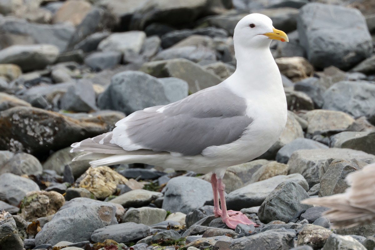 Glaucous-winged Gull - ML620908606