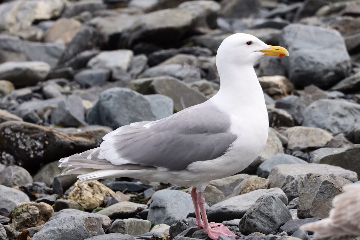 Glaucous-winged Gull - John Drummond