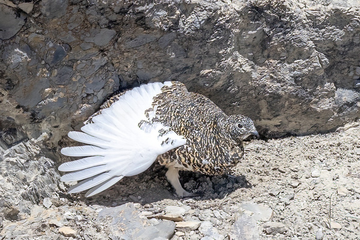 White-tailed Ptarmigan - ML620908623