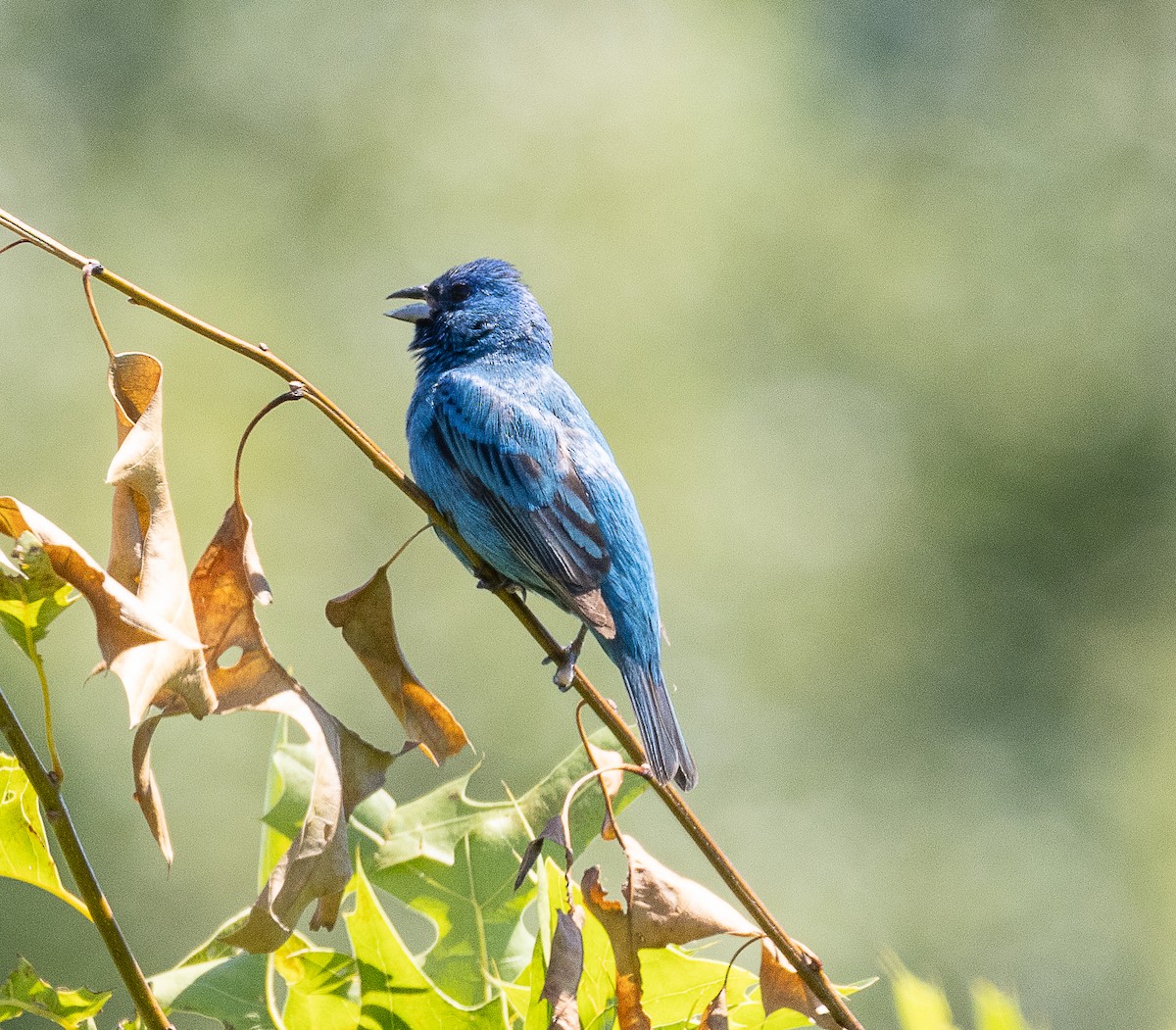 Passerin indigo - ML620908625