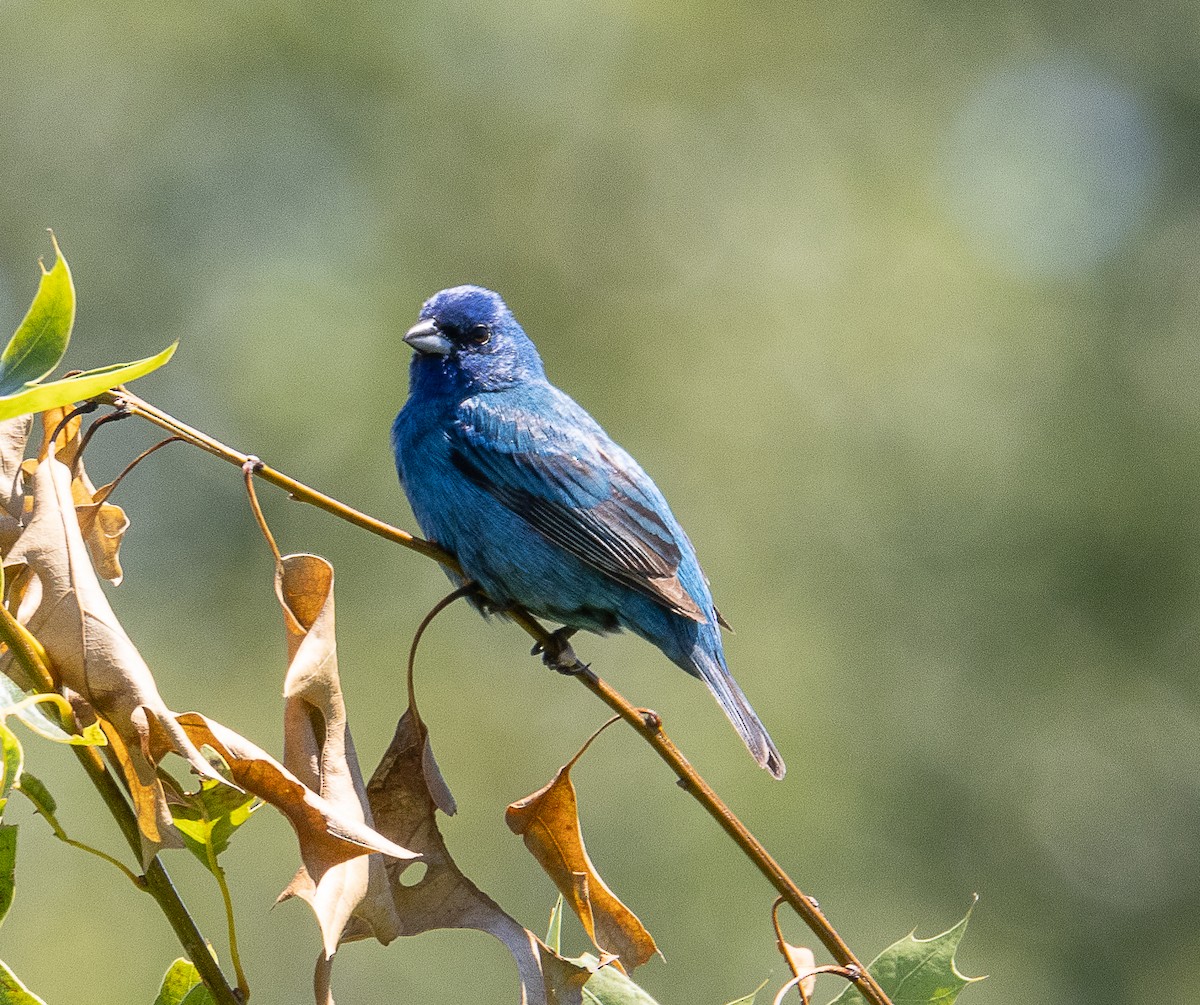 Passerin indigo - ML620908626