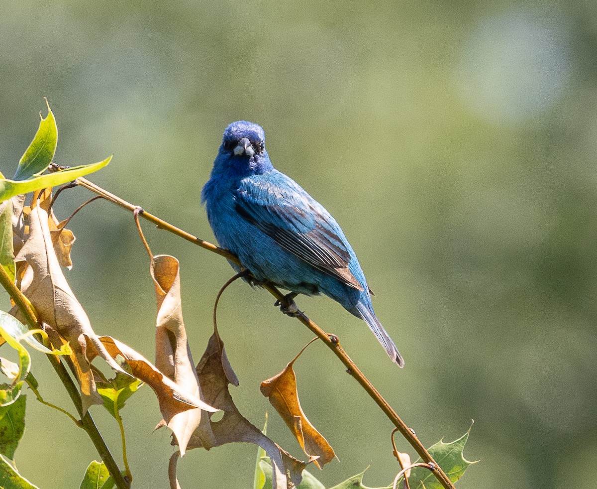 Indigo Bunting - ML620908627