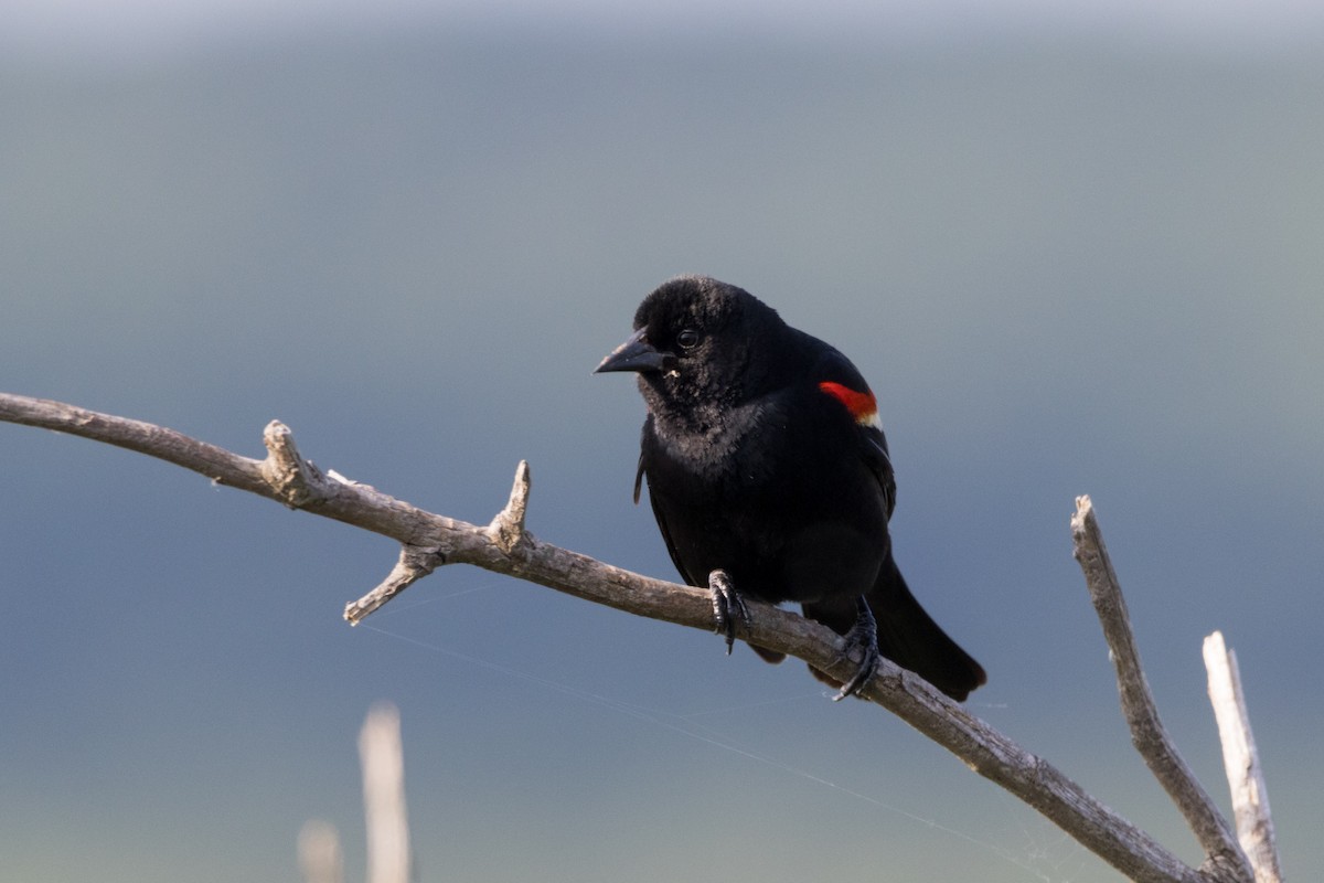 Red-winged Blackbird - ML620908636