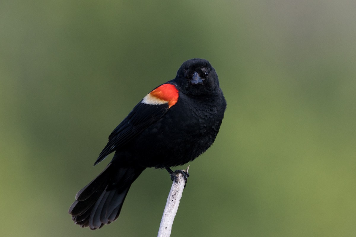 Red-winged Blackbird - ML620908638
