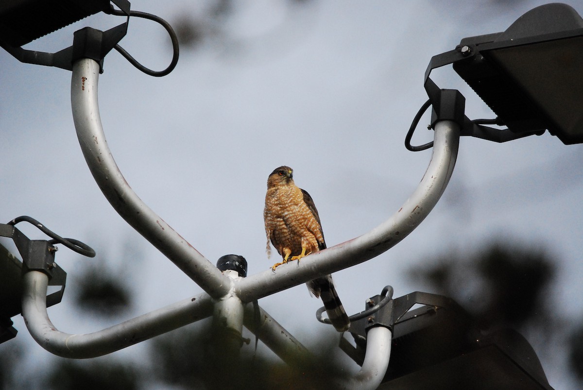 Cooper's Hawk - ML620908640