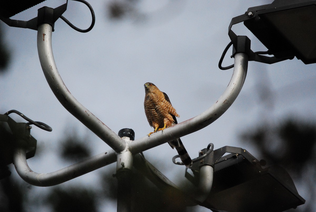 Cooper's Hawk - ML620908641