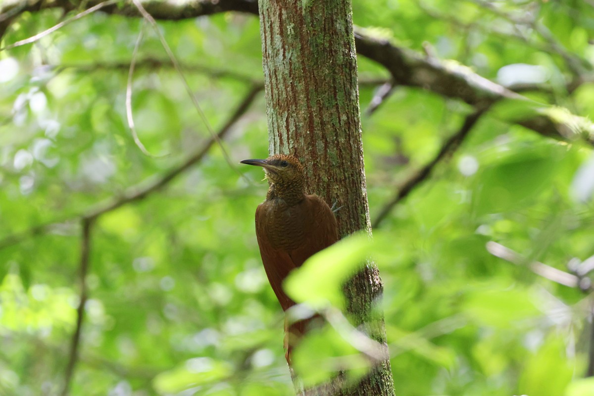 Northern Barred-Woodcreeper - ML620908646