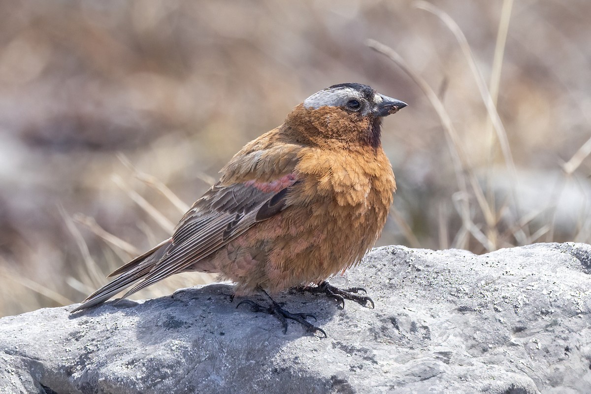 Gray-crowned Rosy-Finch - ML620908663