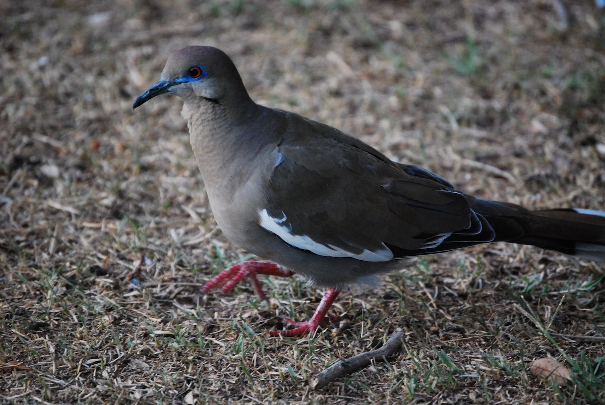 White-winged Dove - ML620908665