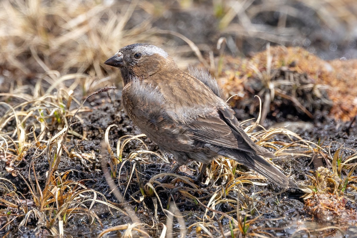 Gray-crowned Rosy-Finch - ML620908696