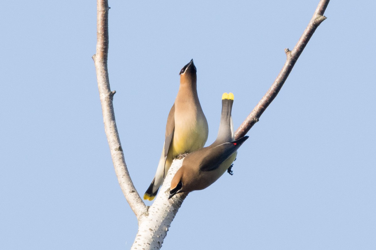 Cedar Waxwing - ML620908705