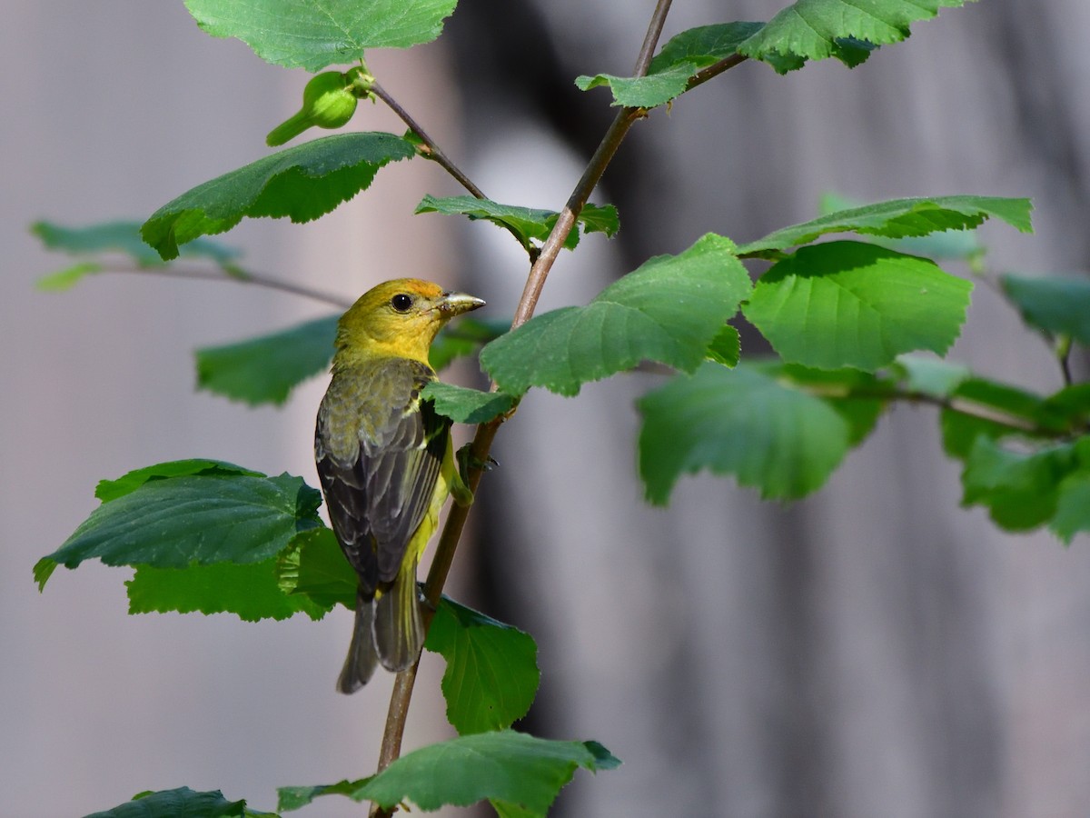 Western Tanager - ML620908708