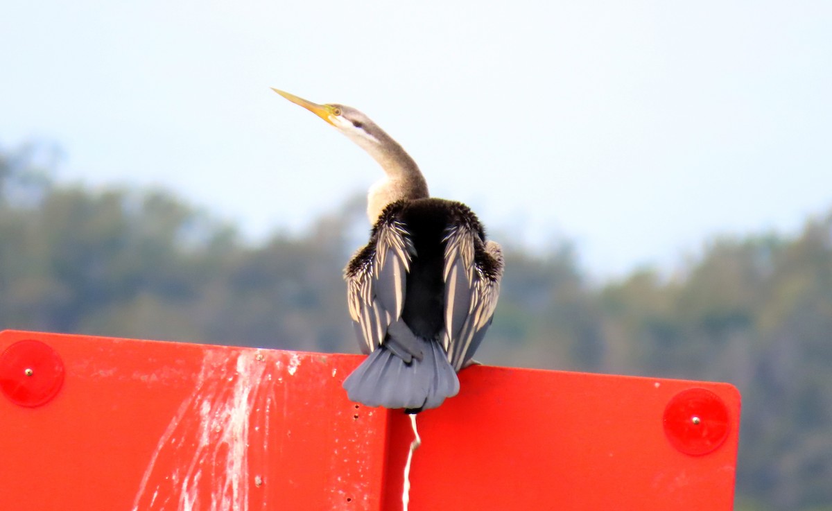 Austral-Schlangenhalsvogel - ML620908709