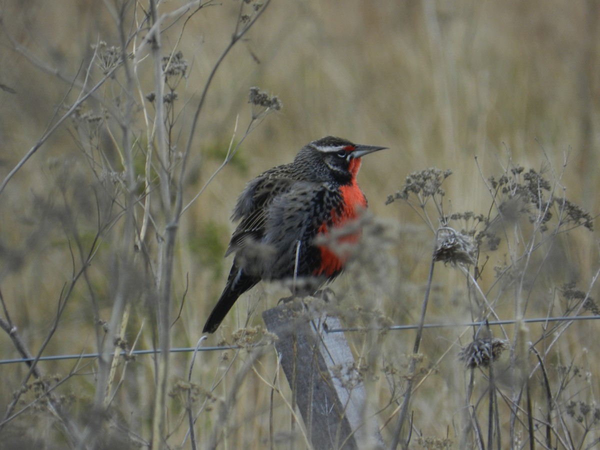 Long-tailed Meadowlark - ML620908713