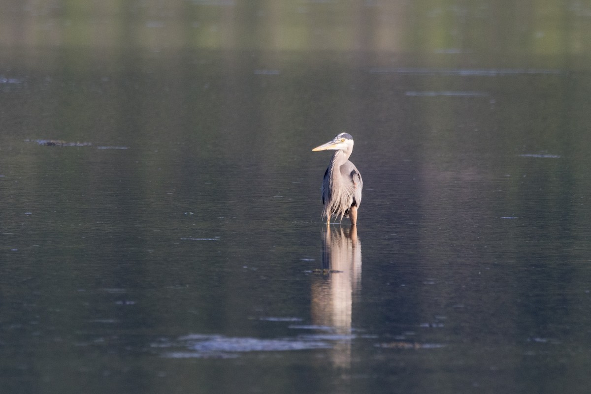 Great Blue Heron - ML620908715