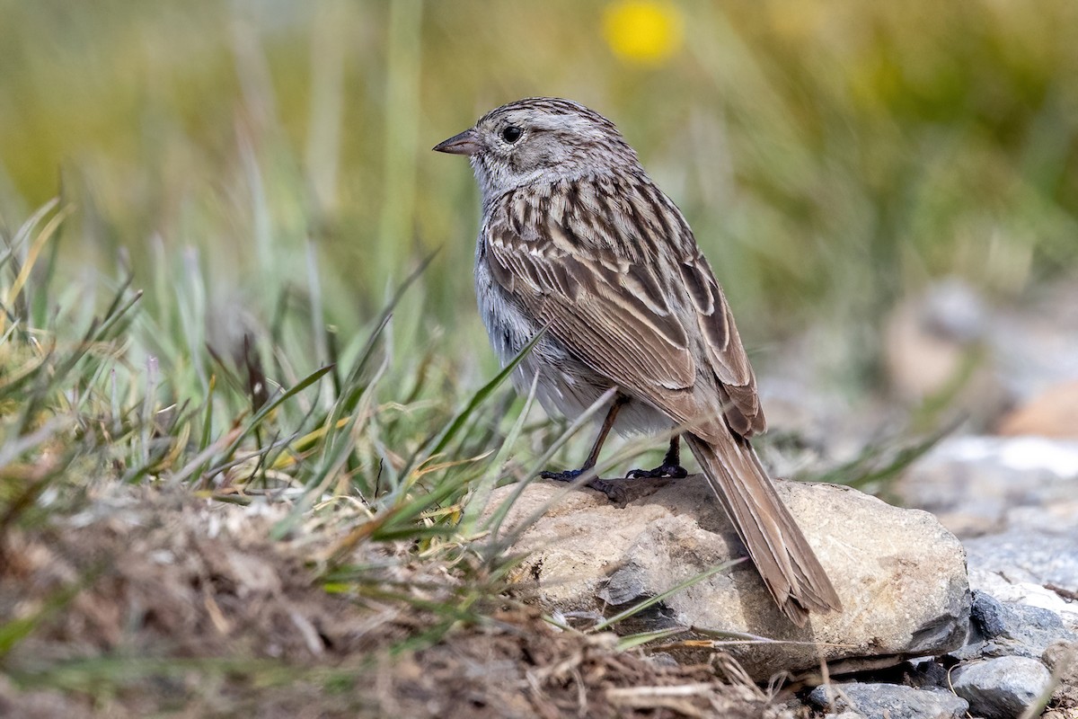 Brewer's Sparrow - ML620908720