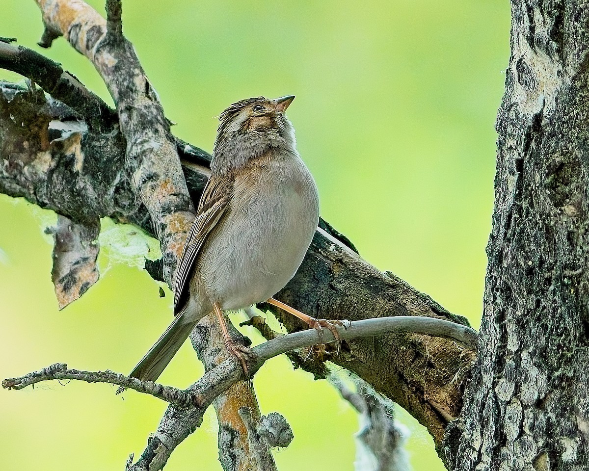 Clay-colored Sparrow - ML620908725