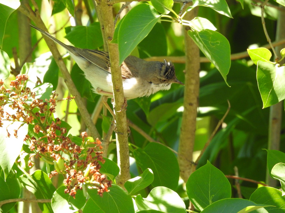 Greater Whitethroat - ML620908731